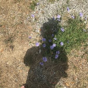 Meet your Posher, Bitsy